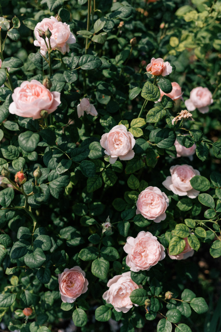 Primrose Hill London Julia Berolzheimer