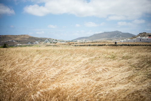 Golden Fields in Mykonos Greece