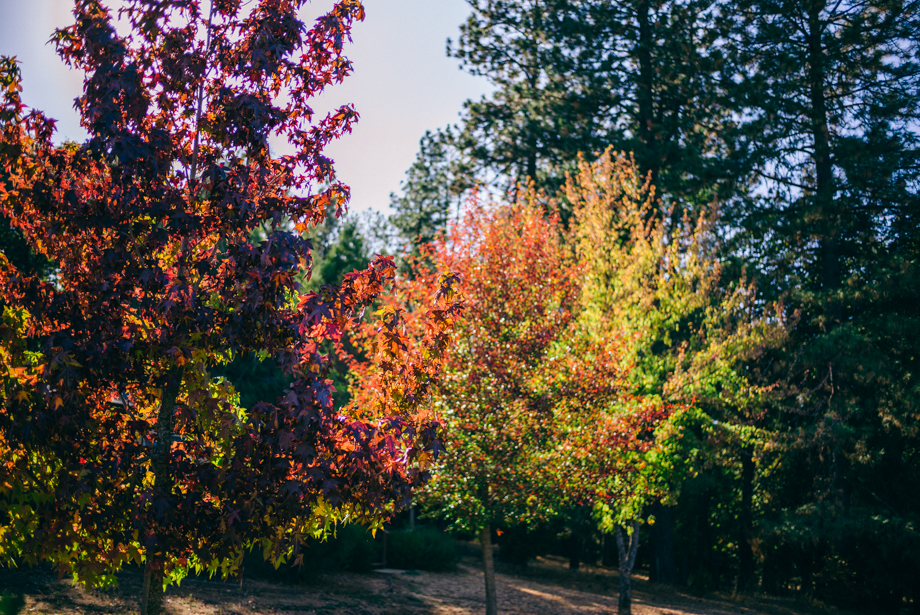Fall Leaves in California