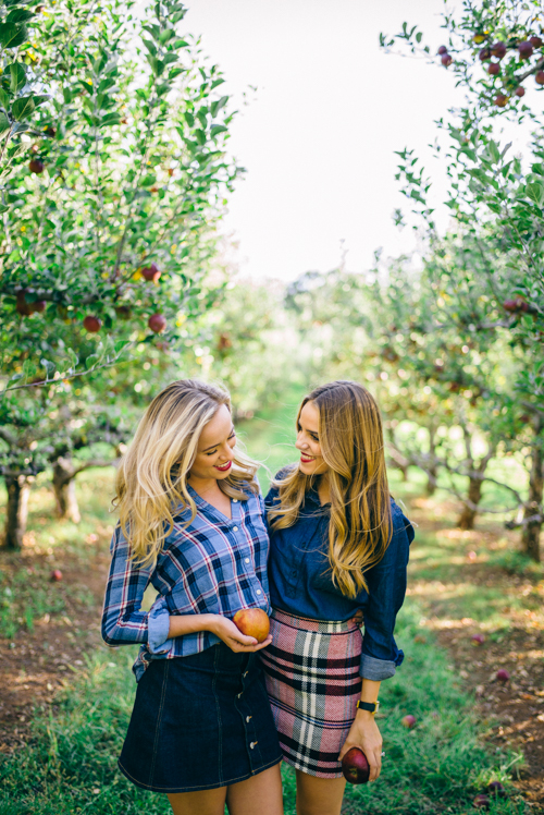 Picking Apples in an Apple Orchard
