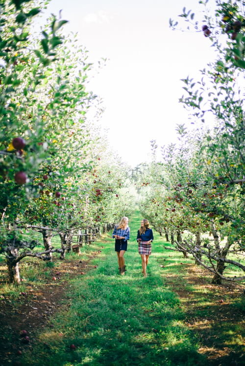 Picking Apples in an Apple Orchard
