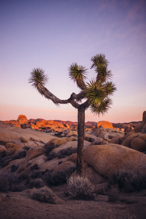 Best Place to see sunrise in Joshua Tree