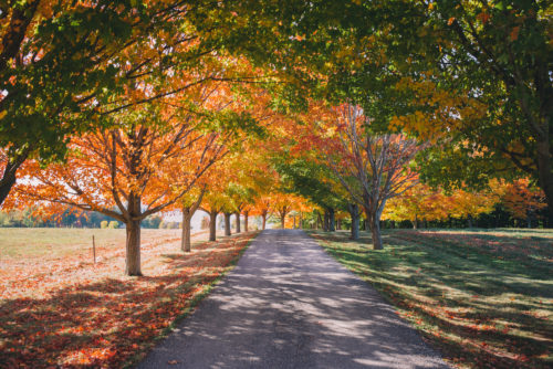 Fall Colors In Vermont - Julia Berolzheimer
