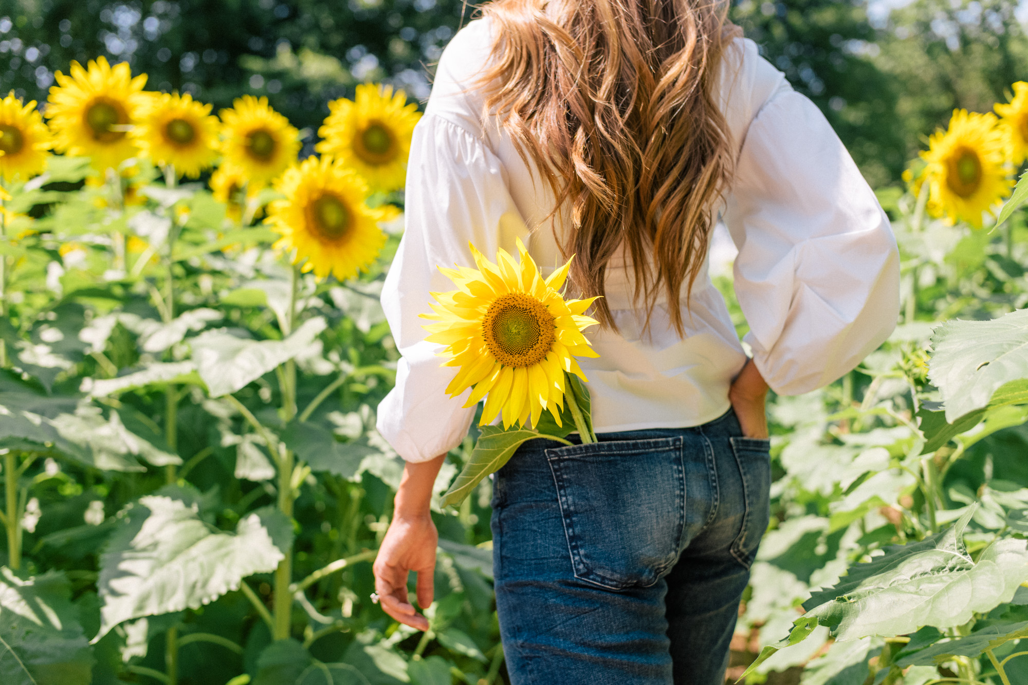 gal-meets-glam-sunflowers-asheville-1003660