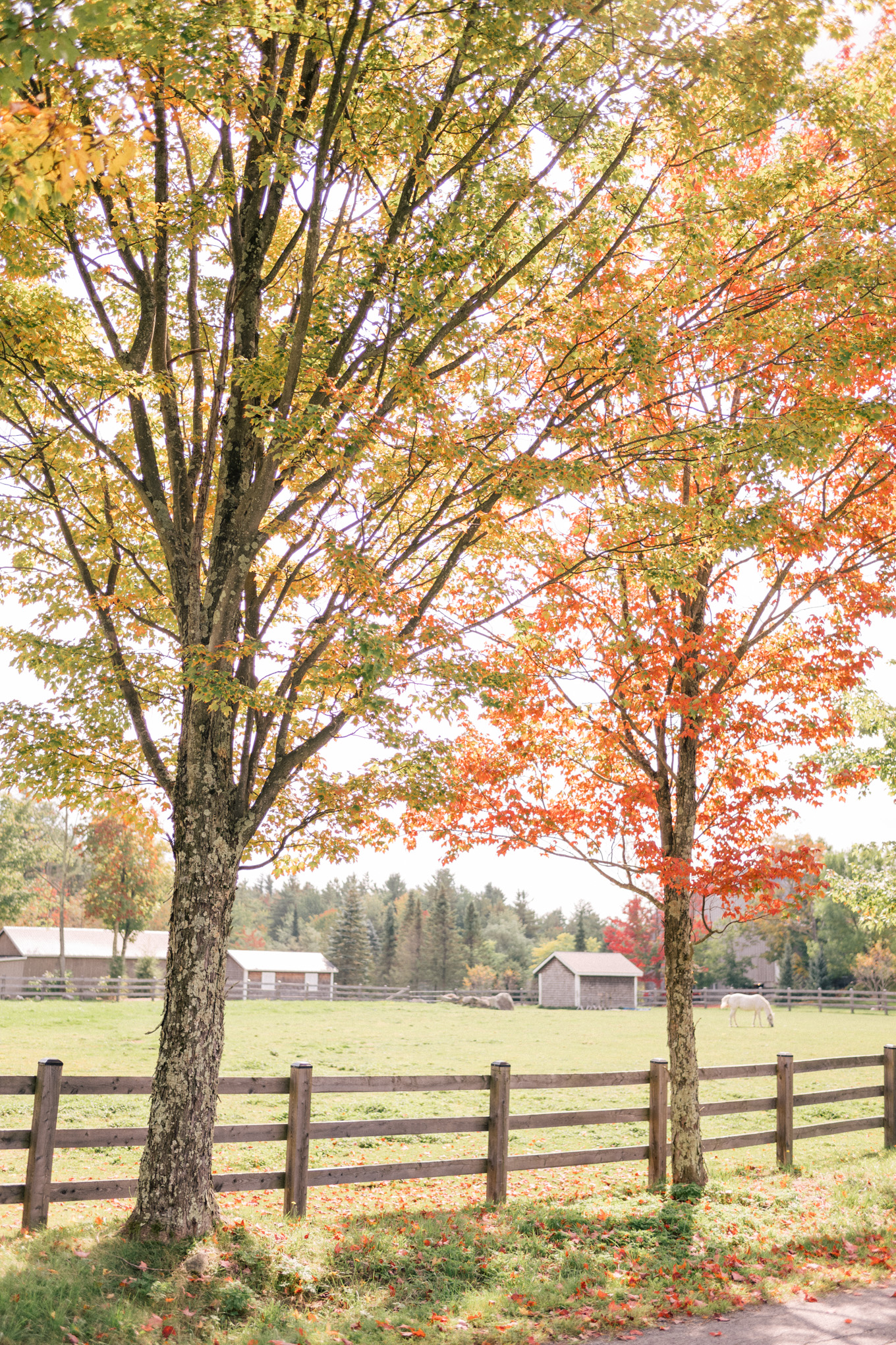 gmgquebecfallapplepicking1003121 Julia Berolzheimer