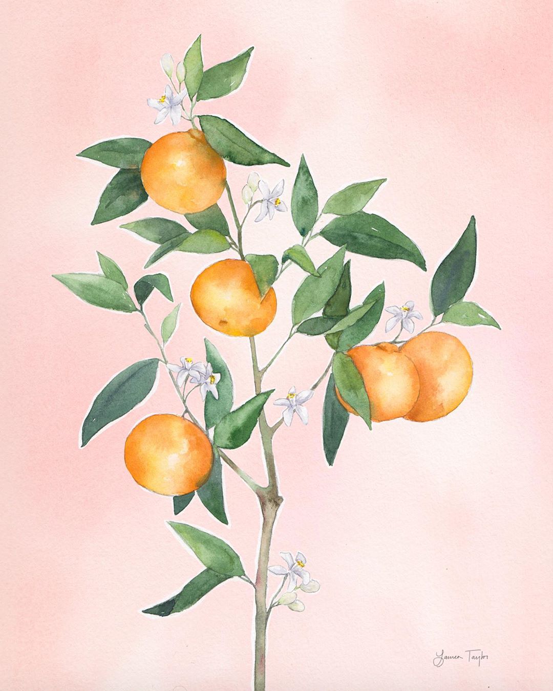 watercolor print clementines